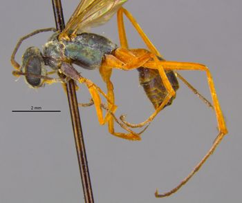 Media type: image;   Entomology 26756 Aspect: habitus lateral view